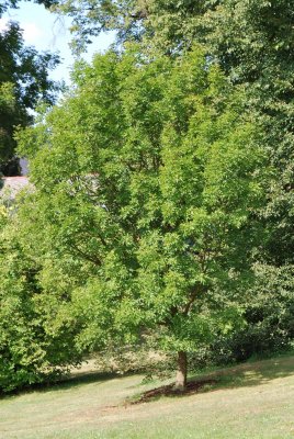 Fraxinus ornus - jasan manový - letní habitus (31)